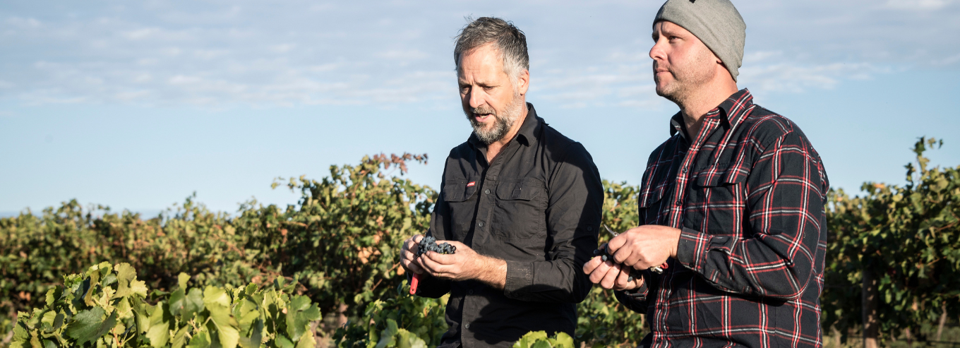 Luke and Nick inspecting grapes in Mirus vineyard 